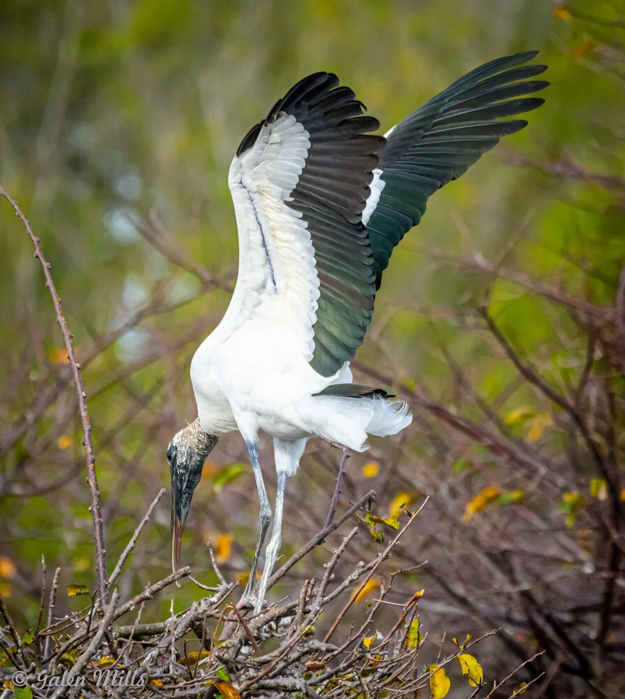 A wood stork with wings spread perched on branches.
