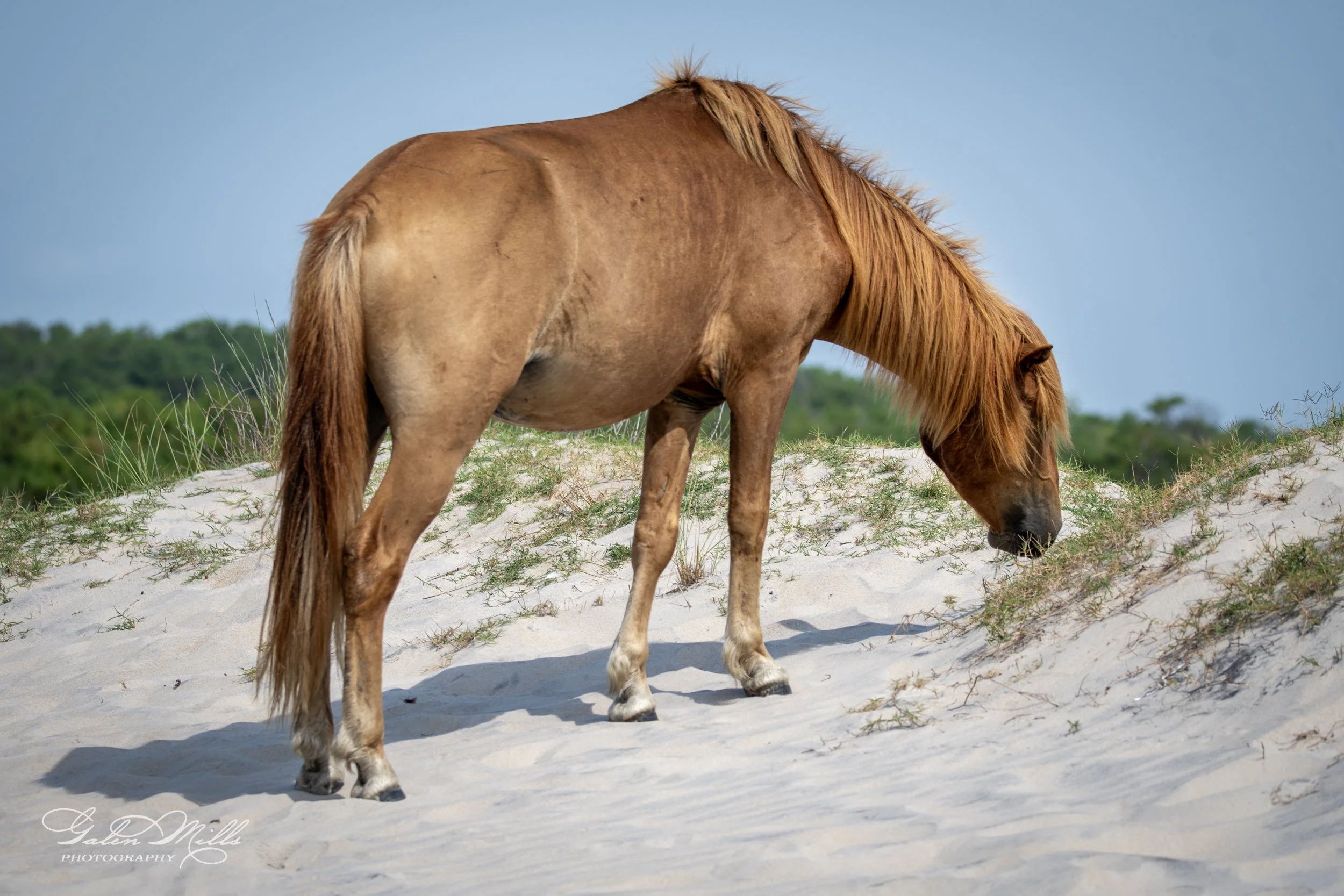 Wild horse grazing on sand dunes with sparse grass.