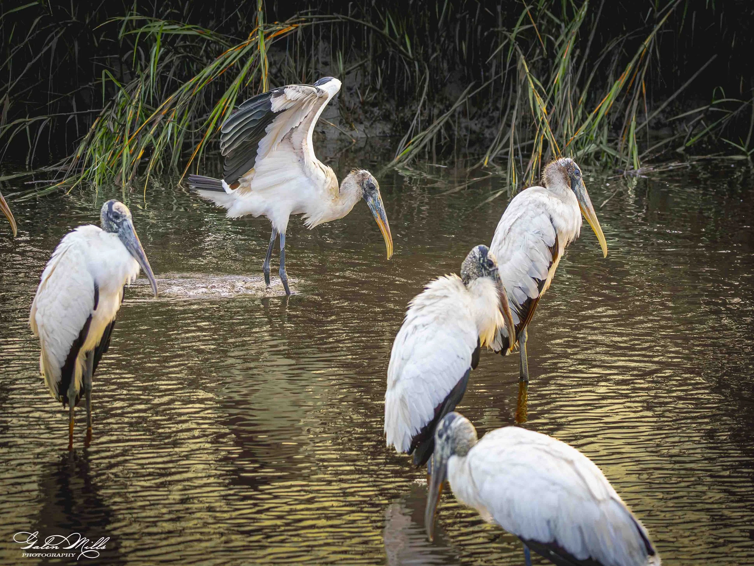 A group of storks wading in a body of water surrounded by tall reeds, with one pelican stretching its wings.