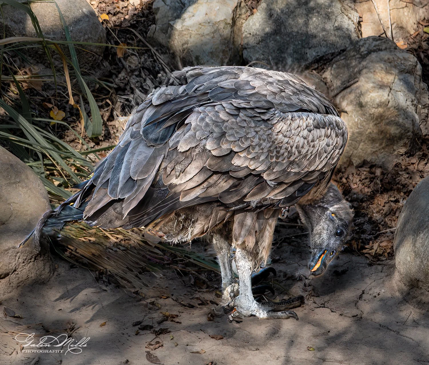 Vulture standing on rocky ground, head lowered, surrounded by rocks and foliage.