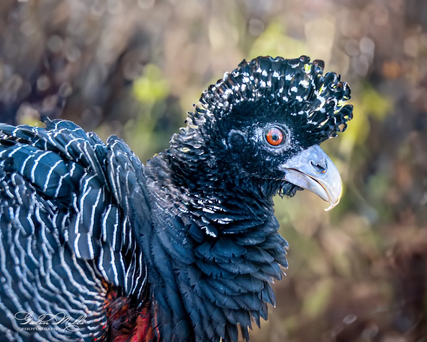 Close-up of a curassow bird with distinctive black and white plumage and a curled crest, set against a blurred natural background.