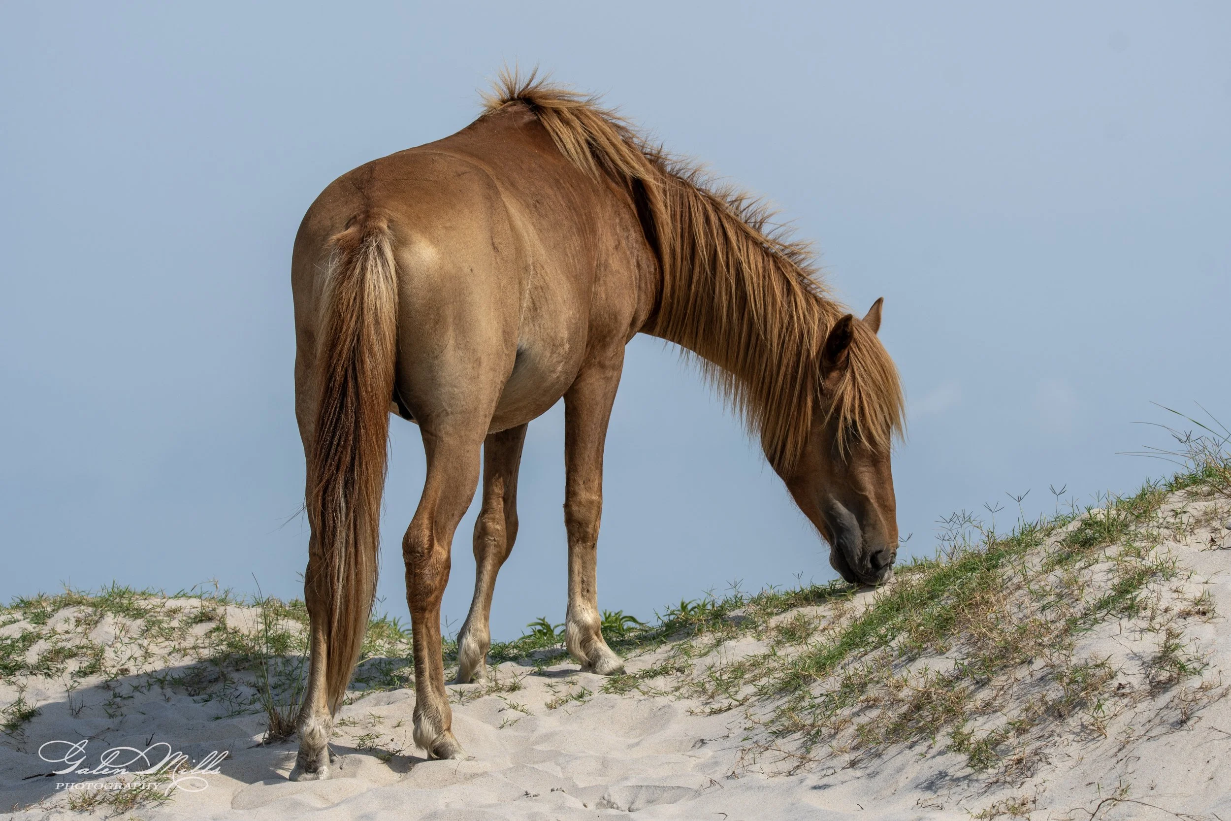 A brown horse grazing on grassy sand dunes under a blue sky.