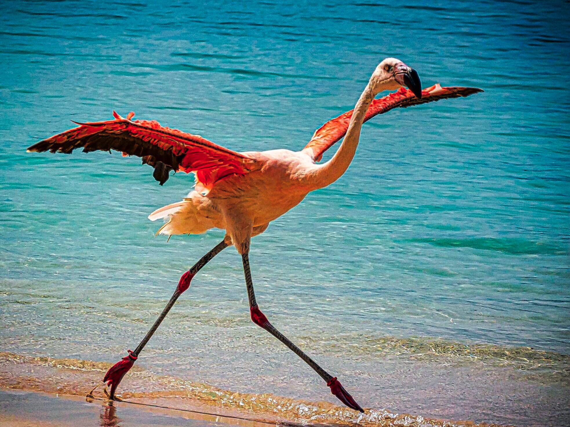Flamingo with outstretched wings walking along a shoreline