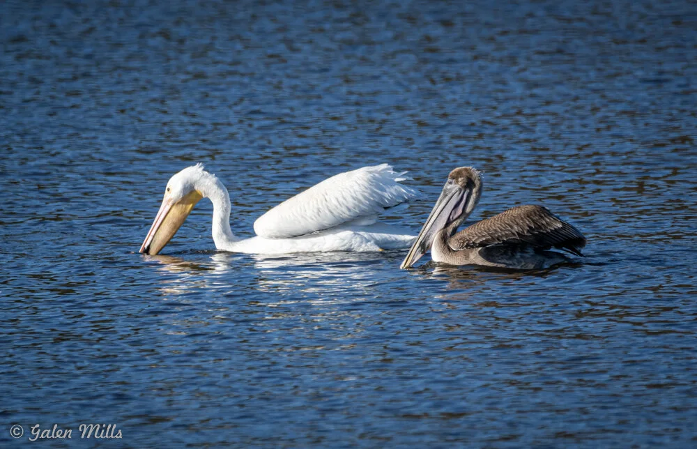 White pelican and brown pelican floating on a lake