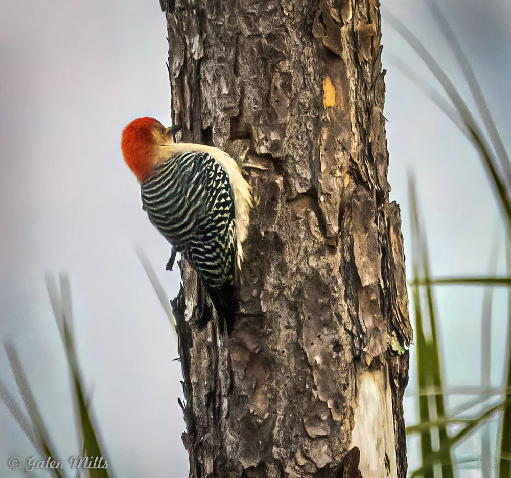 A red-bellied woodpecker clinging to the trunk of a tree.