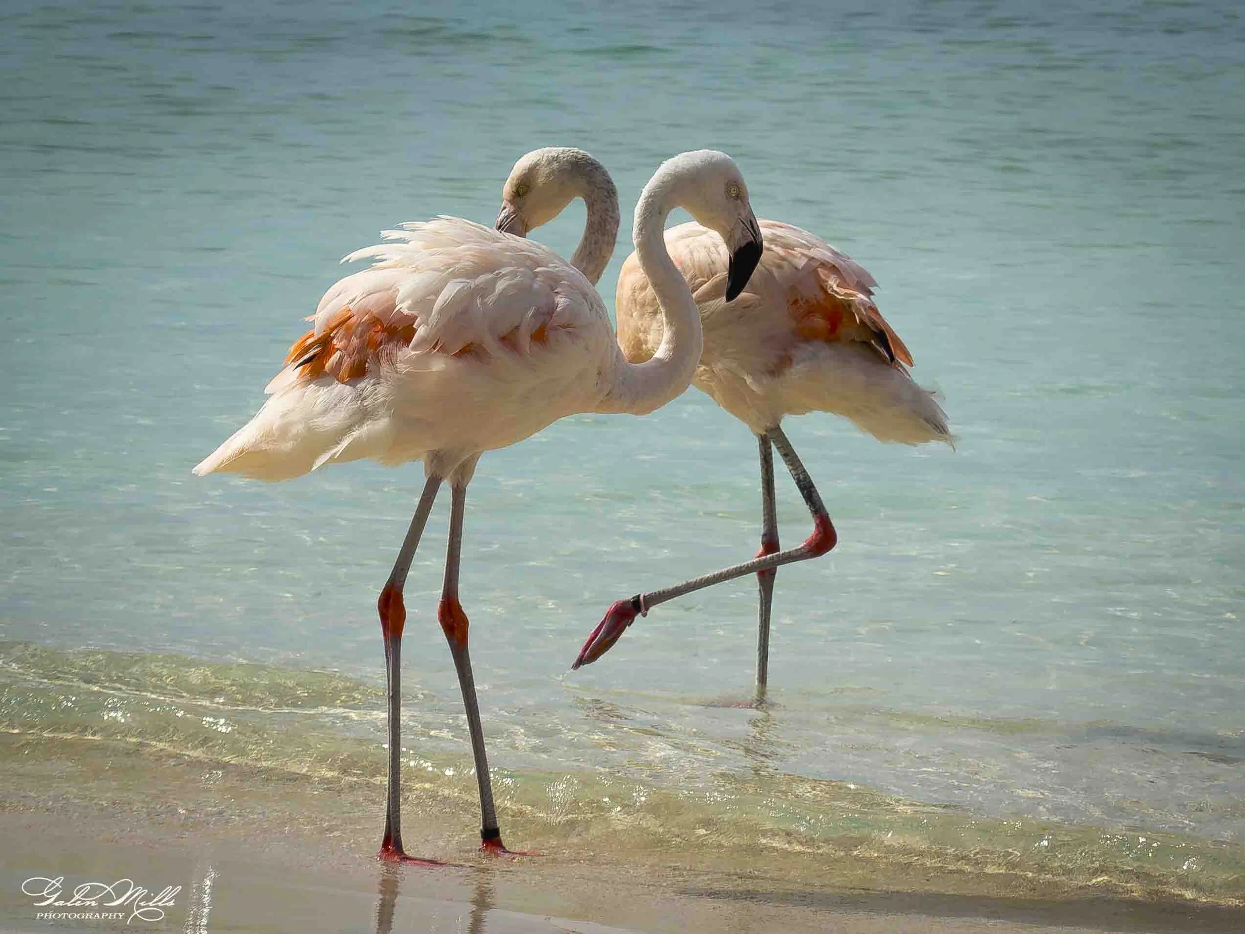 Two pink flamingos standing in shallow water at the beach with a light blue sky and water background.