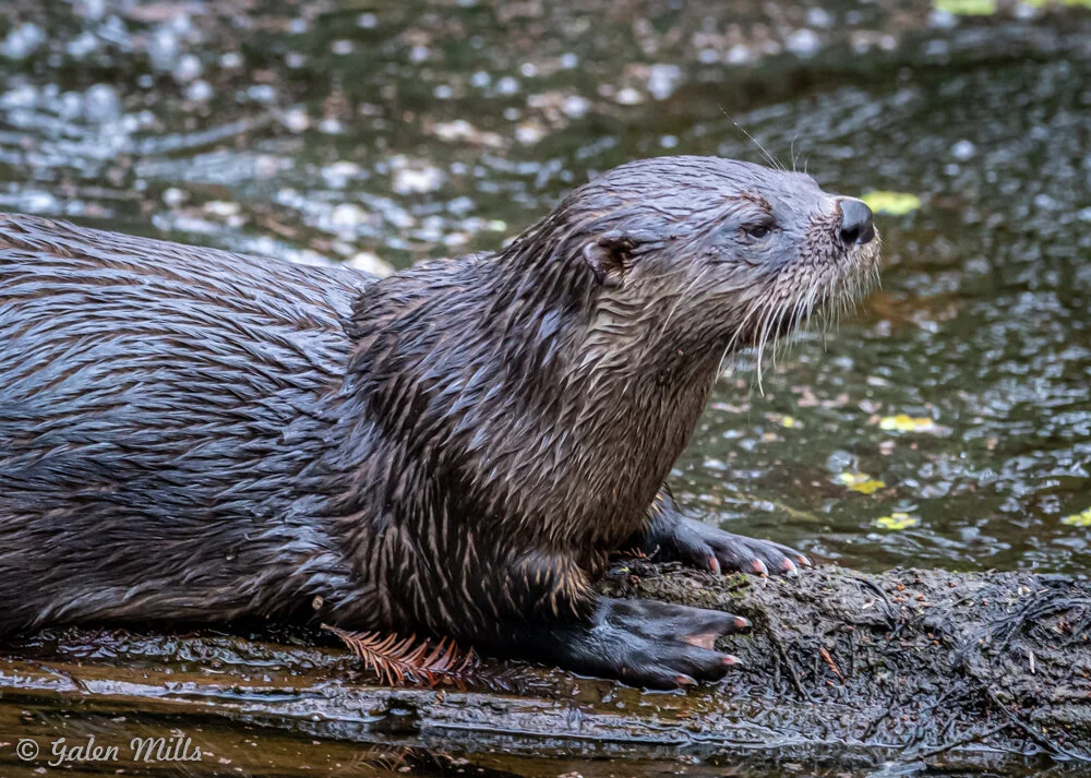 Wet otter on a log near a river