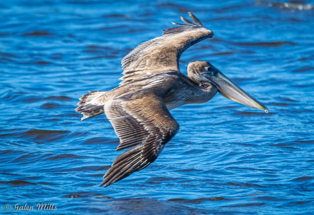 Brown pelican flying over water