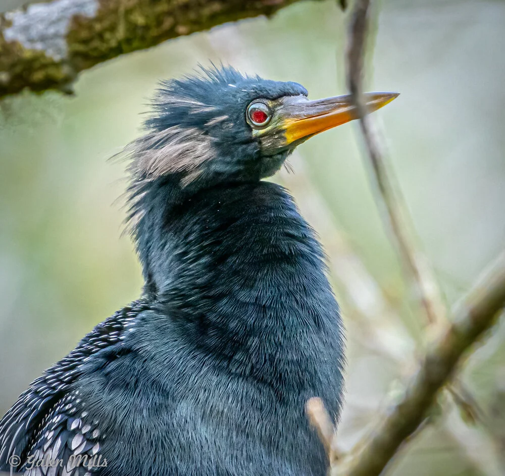 Close-up of a black bird with striking red eyes and a yellow beak, perched among branches with a blurred green background.