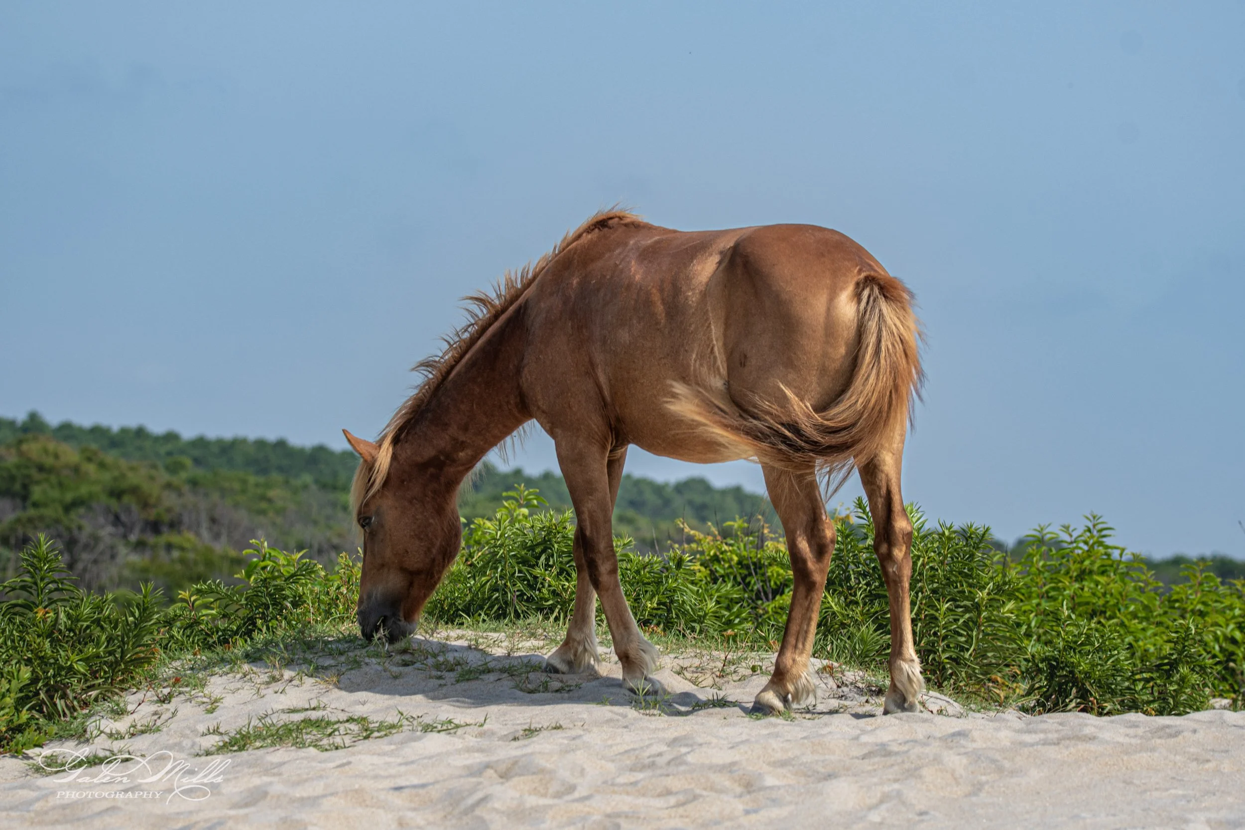 A brown horse grazing on a sandy area with green foliage in the background under a clear blue sky.