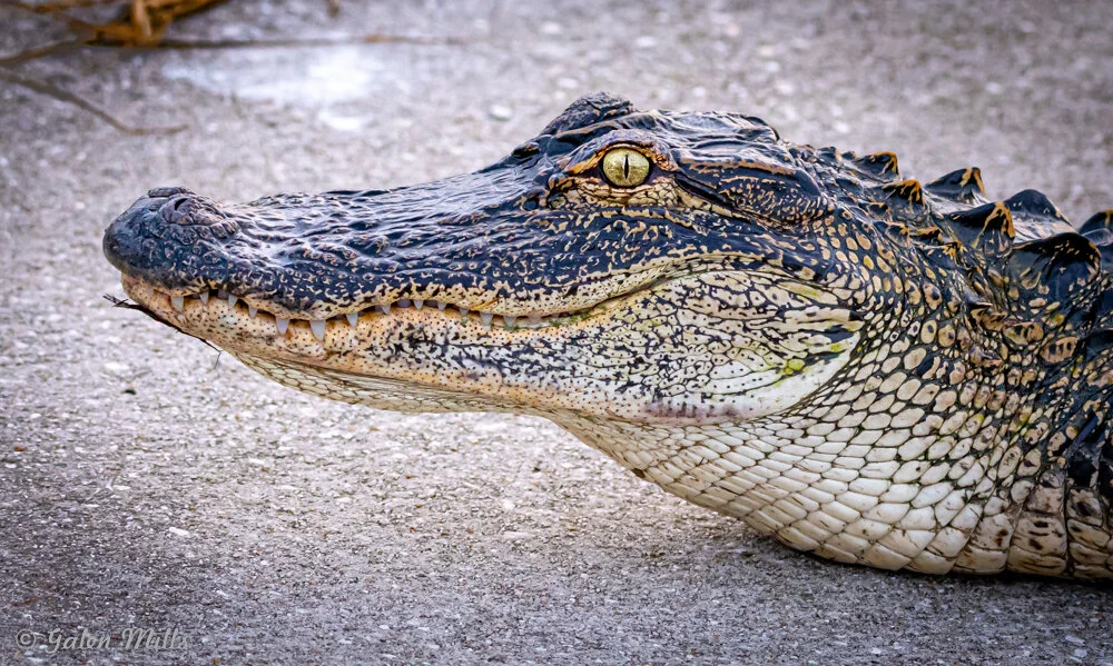 Close-up of an alligator's head on concrete surface.