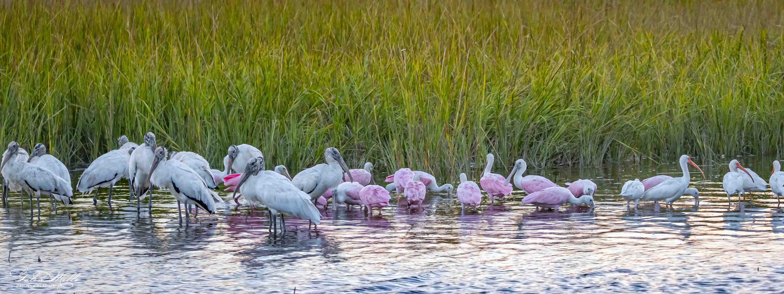 A group of storks and roseate spoonbill standing and wading in shallow water near green marsh grass.