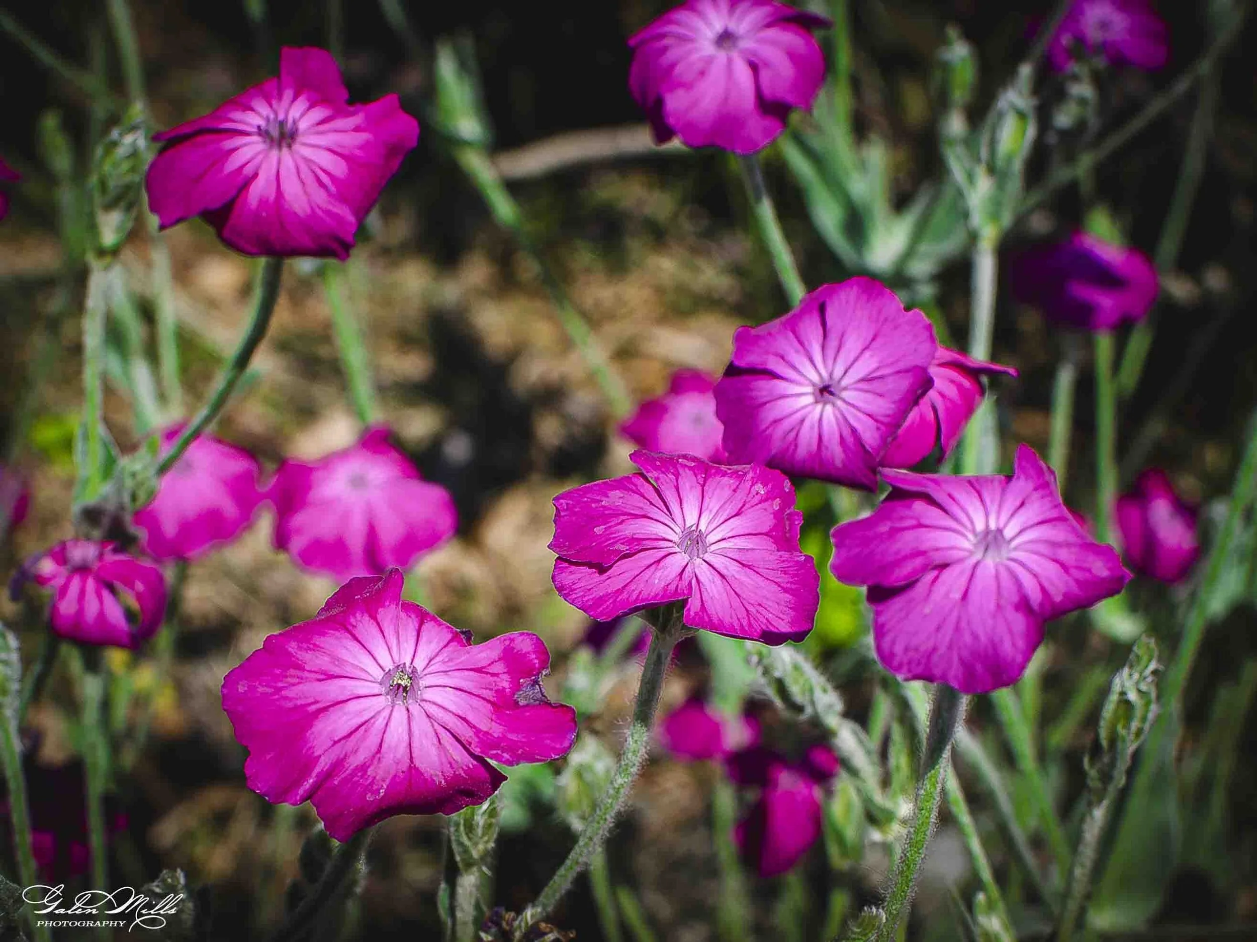 Close-up of vibrant pink and purple flowers with dark background, showing their delicate petals and green stems.