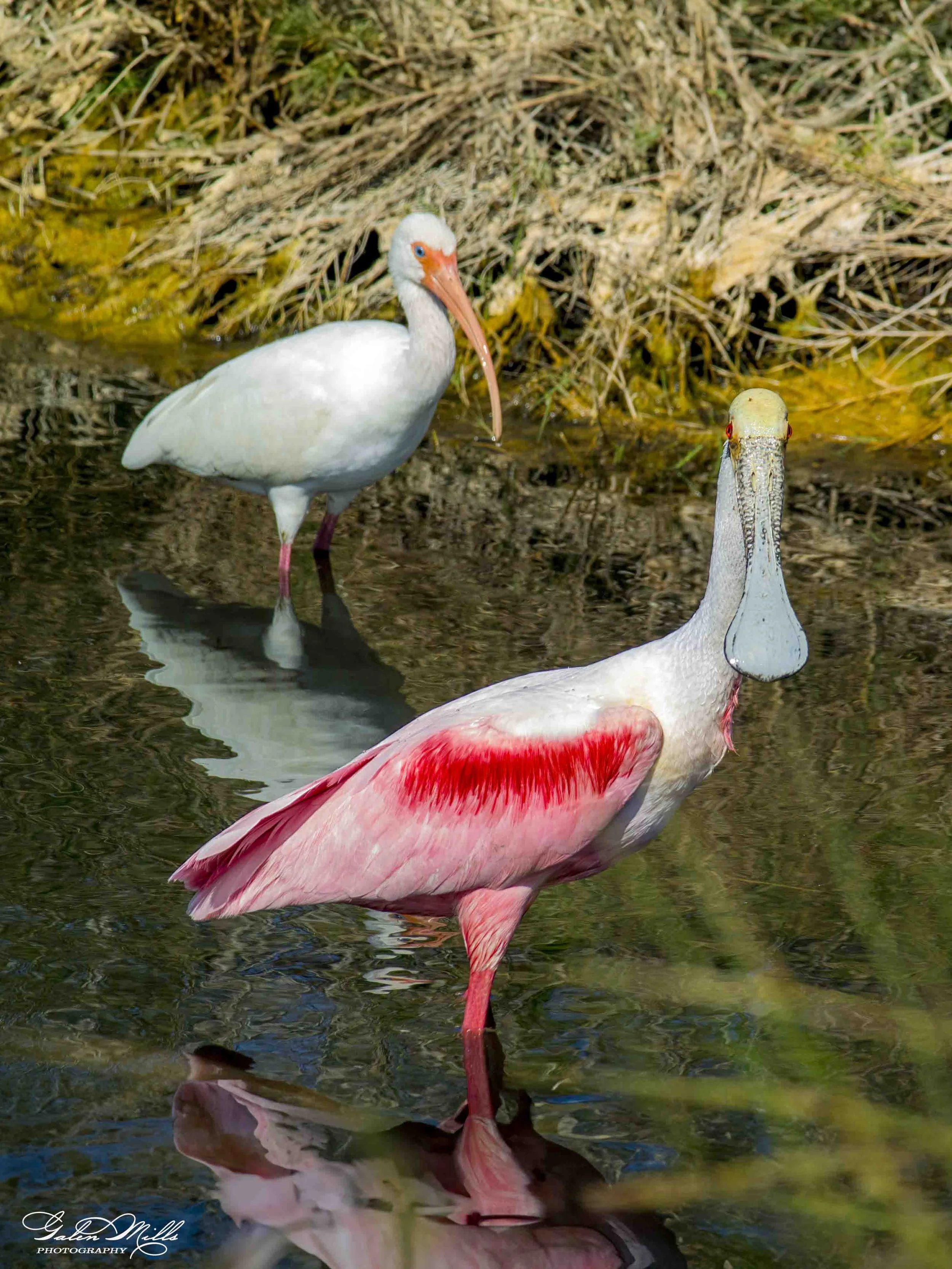 Water birds  Vert-33.jpg