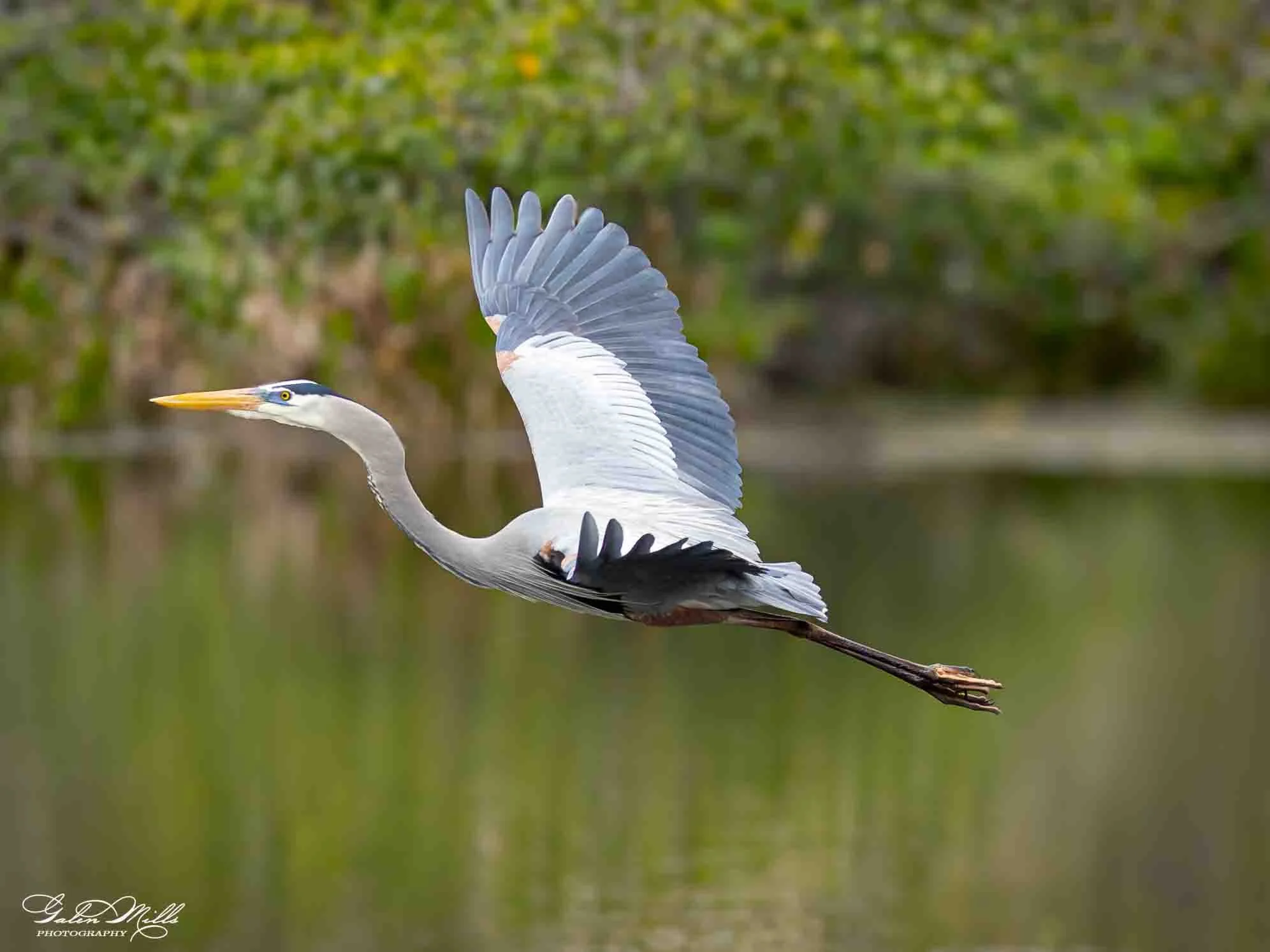 Water birds  Horz-54.jpg