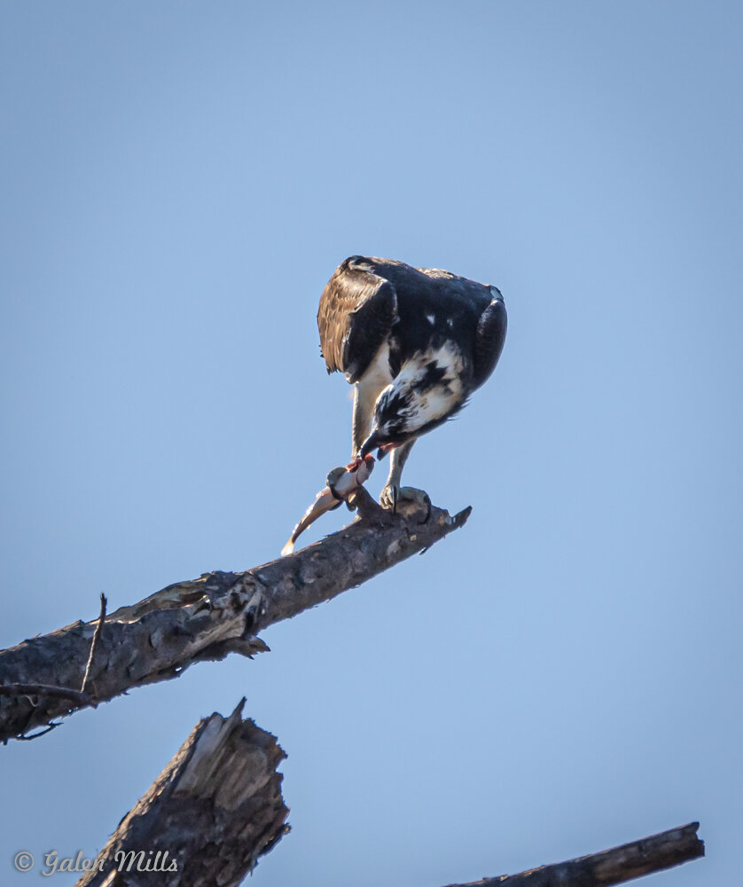Osprey perched on a branch eating a fish