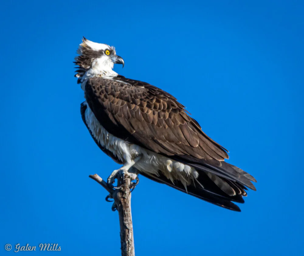 Osprey perched on a branch against a blue sky