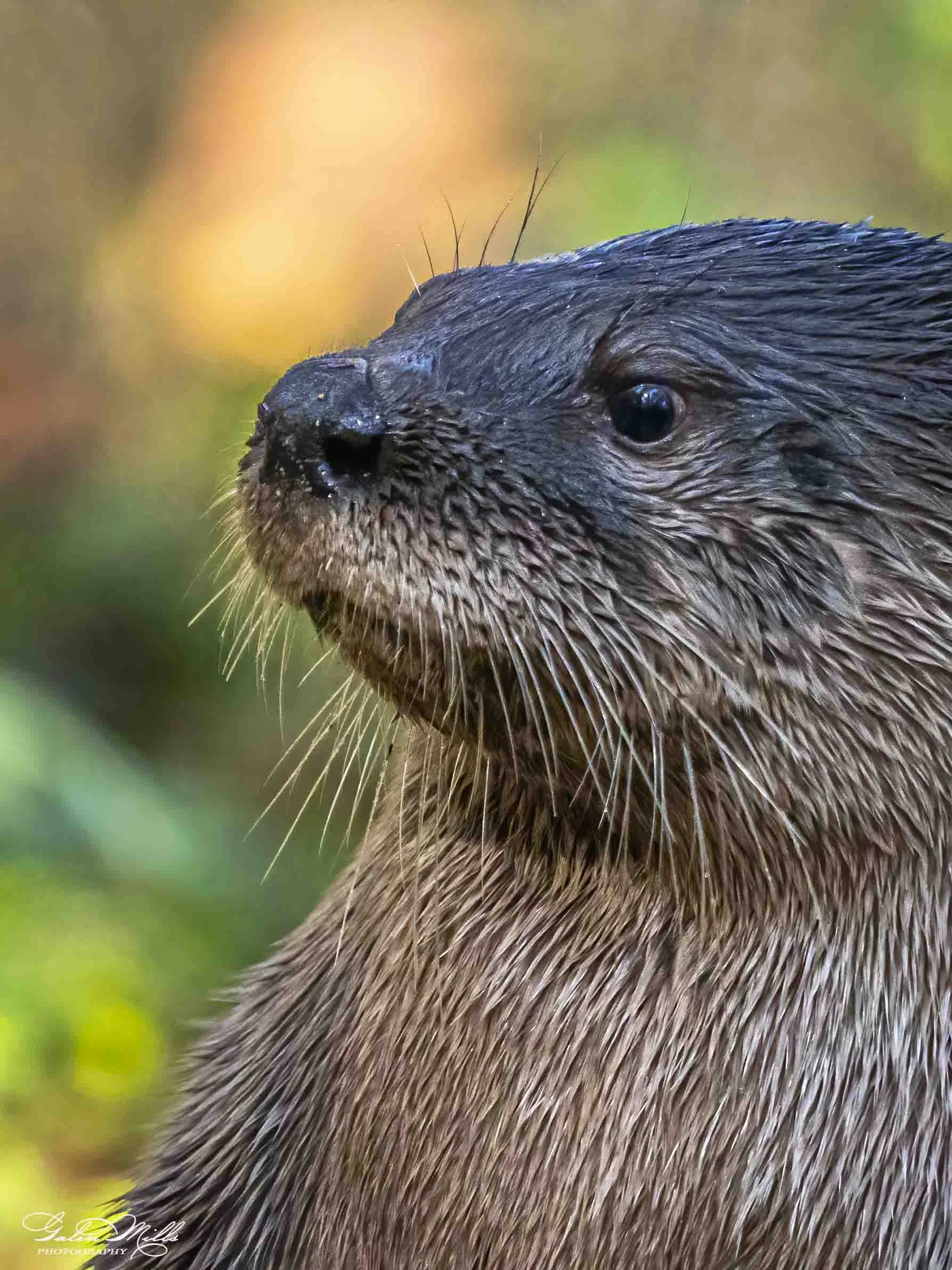 SS Wildlife a-1.jpg