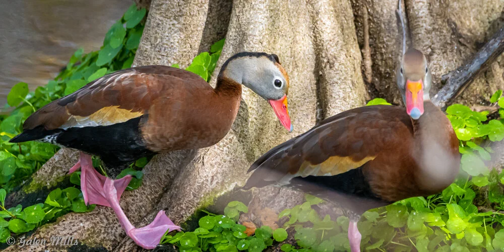 Two black-bellied whistling ducks near a tree