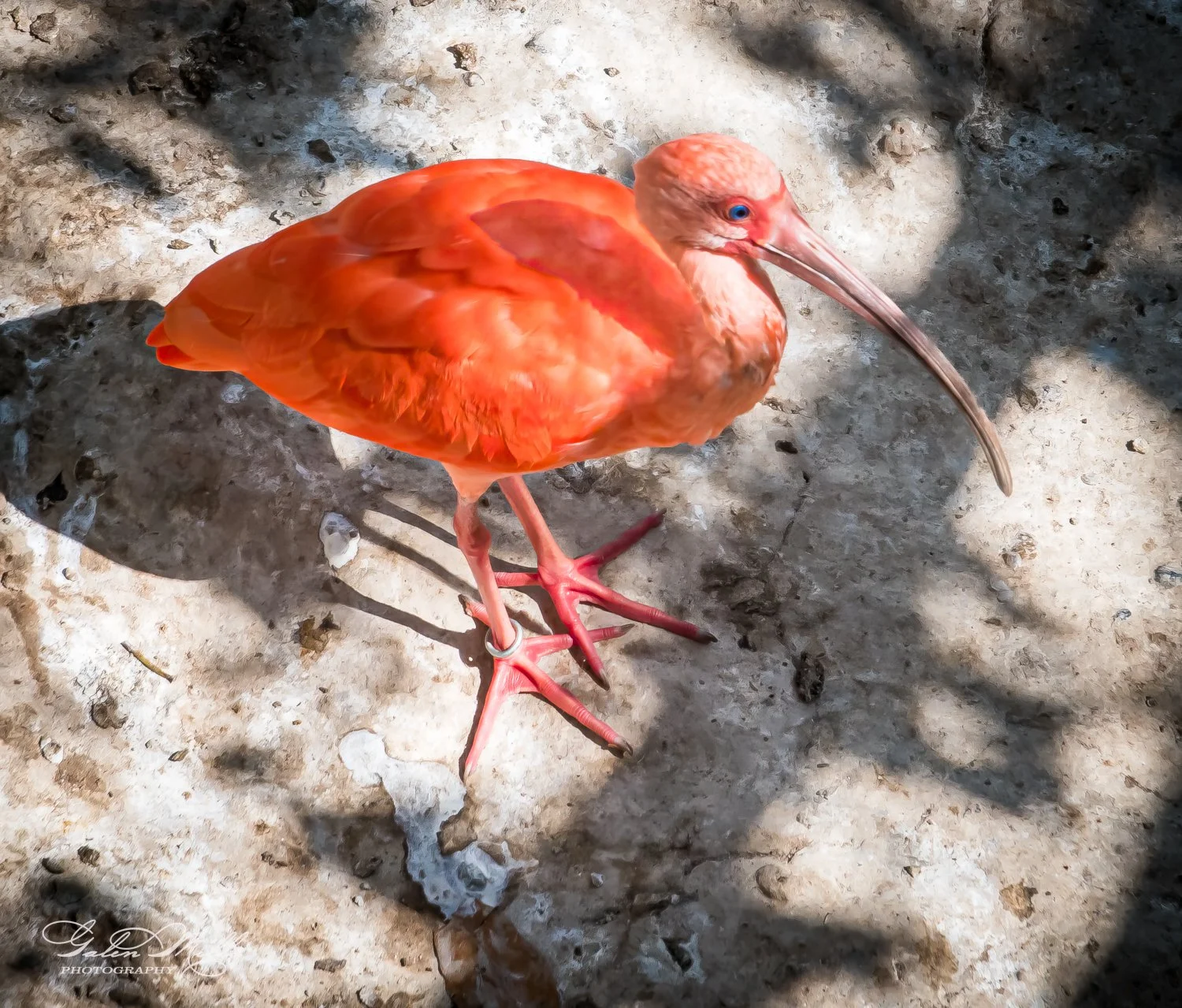 Scarlet ibis standing on rocky ground with shadow.
