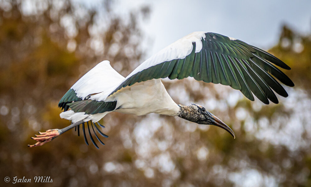 Wood stork in flight with outstretched wings against a blurred natural background.