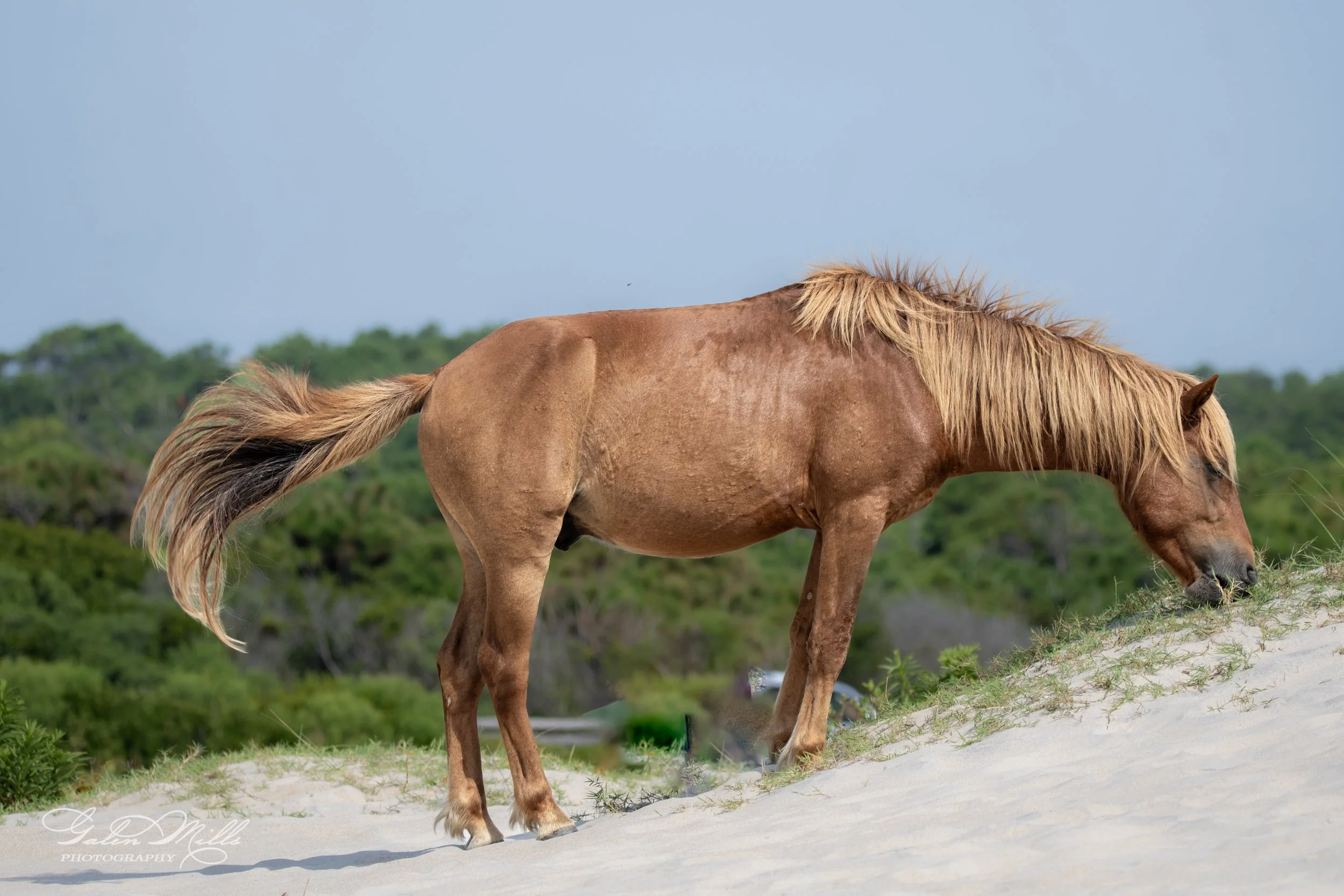 Wild horse with light brown mane grazing on sand dunes, lush greenery in background.