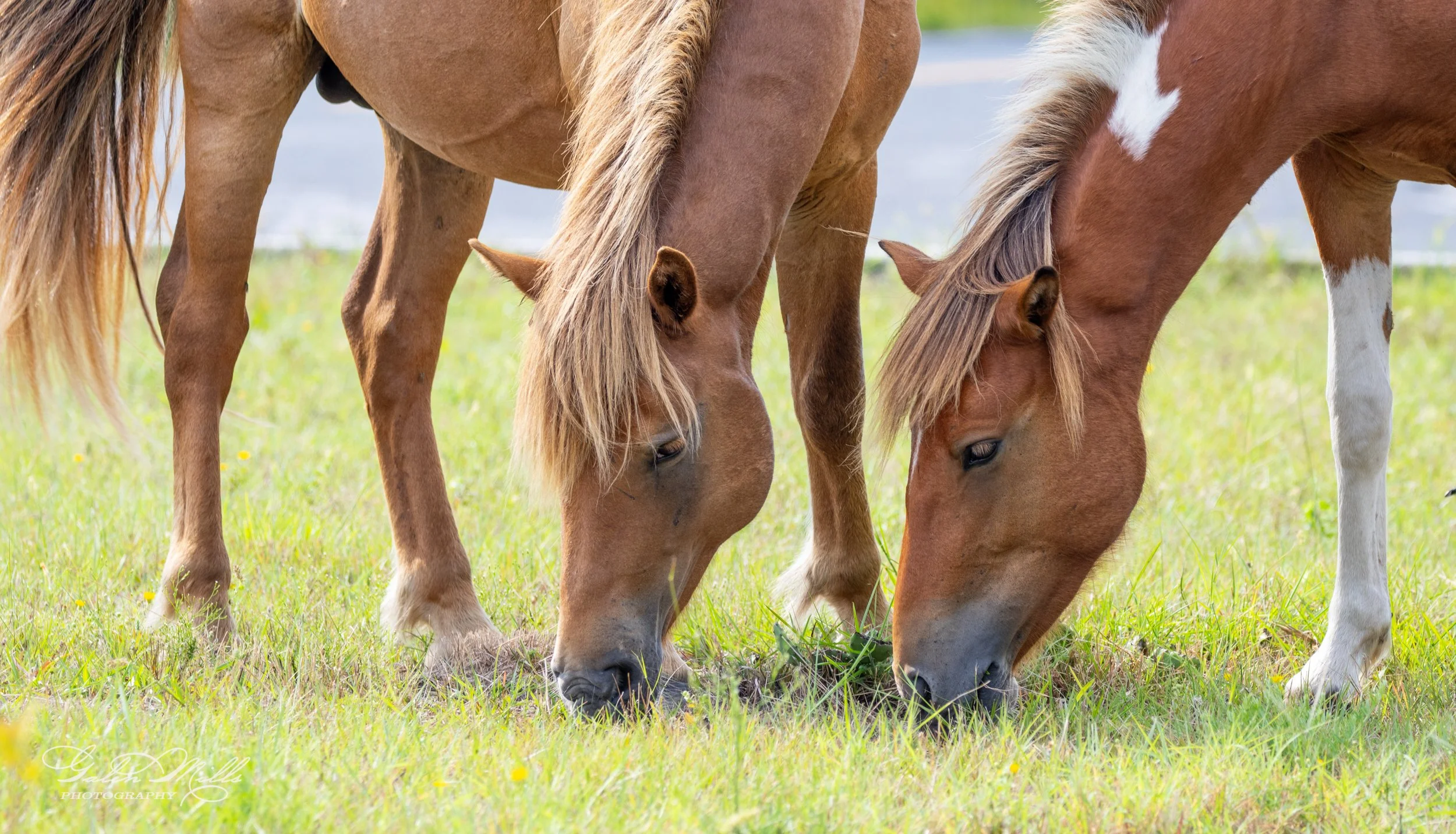 Two wild horses grazing on grass in a field.