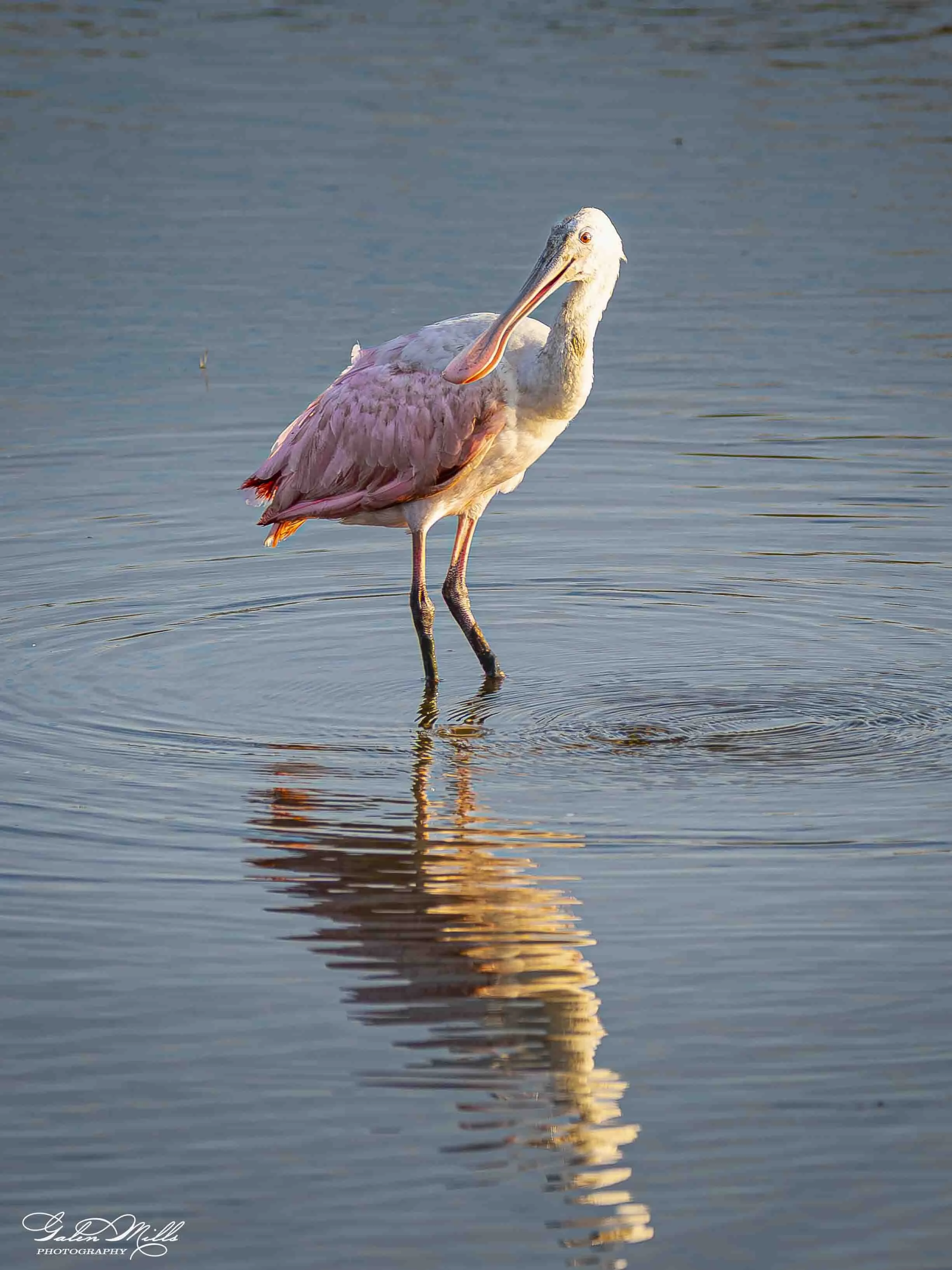 A roseate spoonbill in shallow water with its reflection visible on the water's surface
