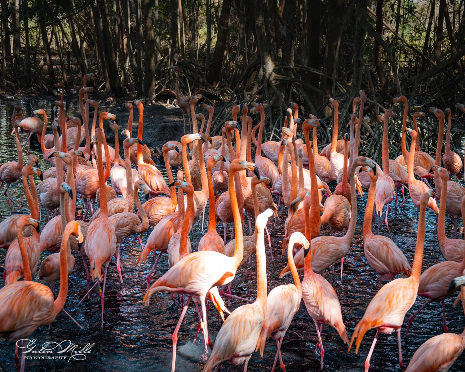 A large group of flamingos standing in water within a wooded area.