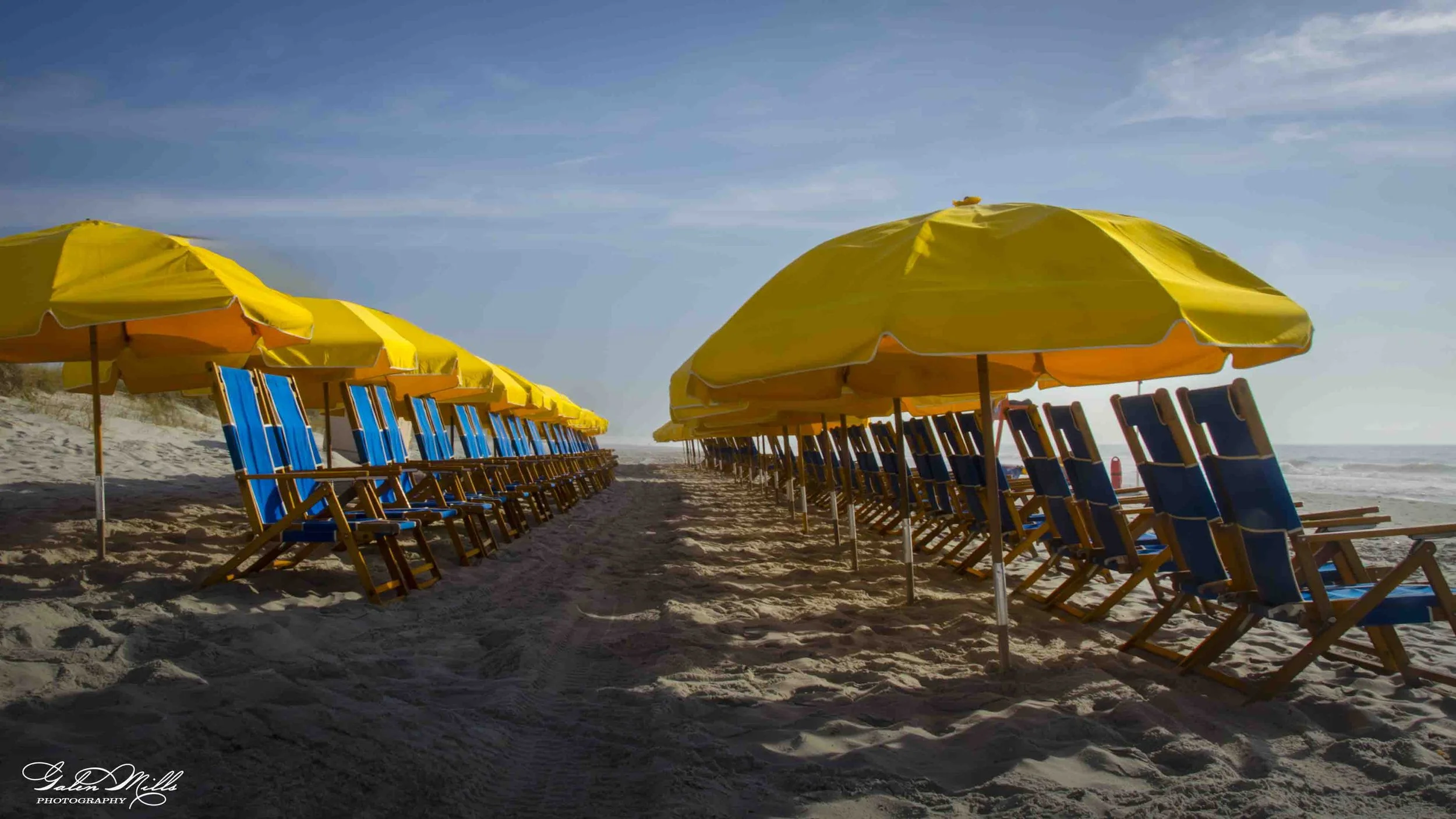 Empty yellow beach umbrellas with blue lounge chairs on sandy beach under a blue sky.