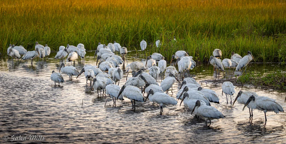 A flock of white birds, possibly wood storks, standing in shallow water with grassy marshland in the background.