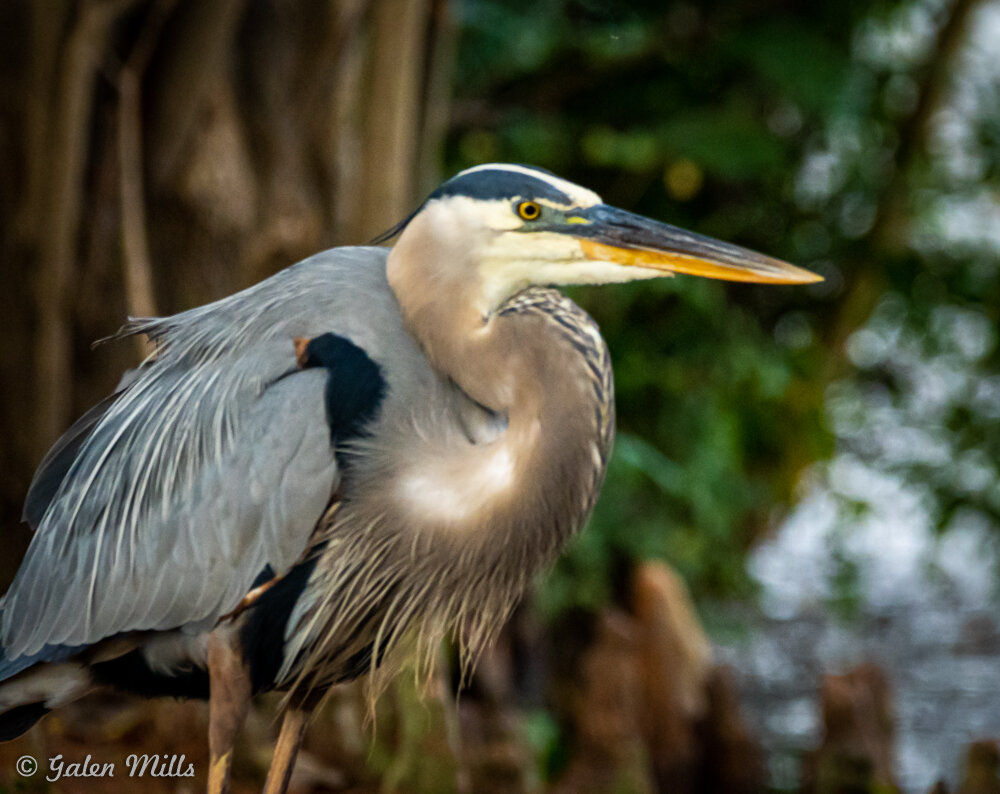 Close-up of a great blue heron standing with blurred foliage in the background.