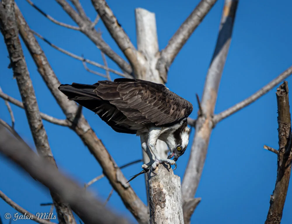 Osprey perched on a tree branch against a blue sky, holding a fish in its talons.