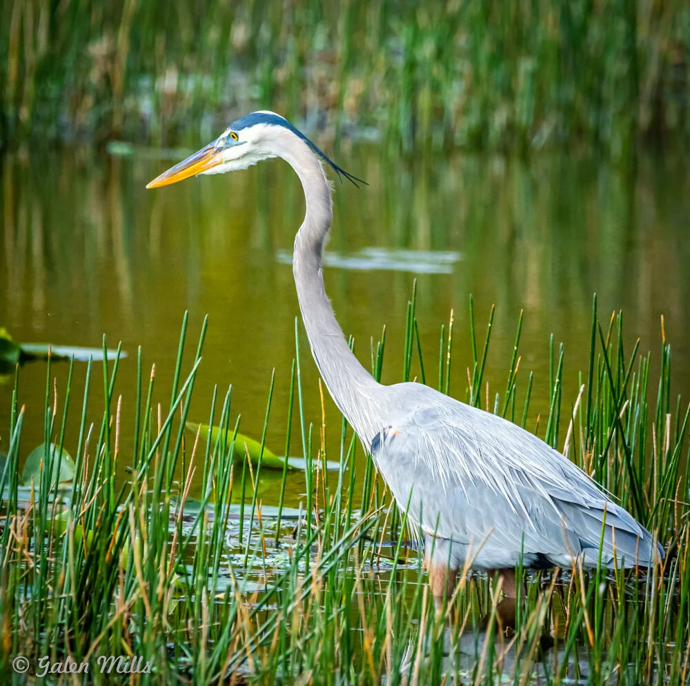 A great blue heron standing in a marsh with tall grass and water.