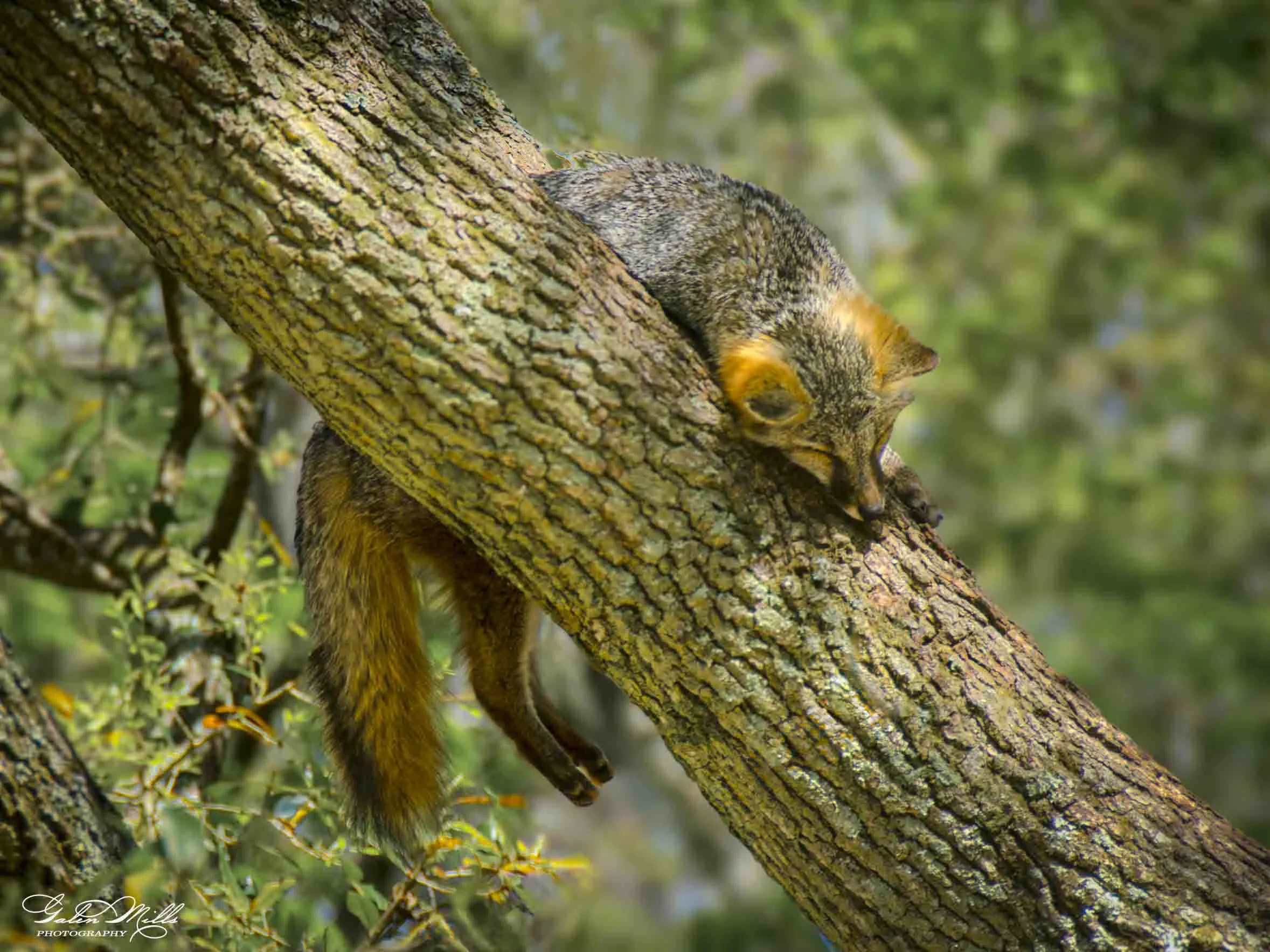 SS Wildlife a-46.jpg