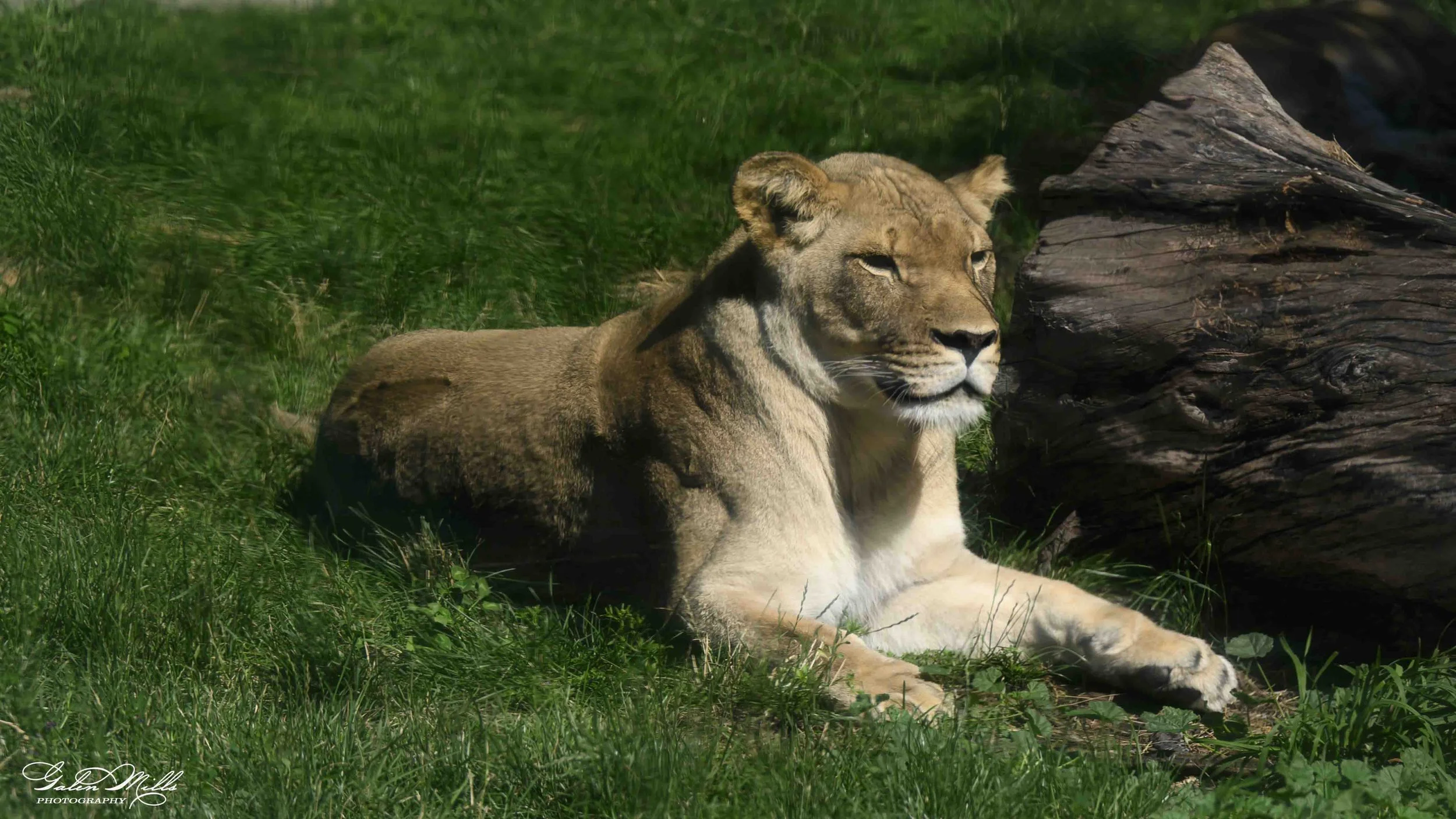 SS Wildlife a-23.jpg