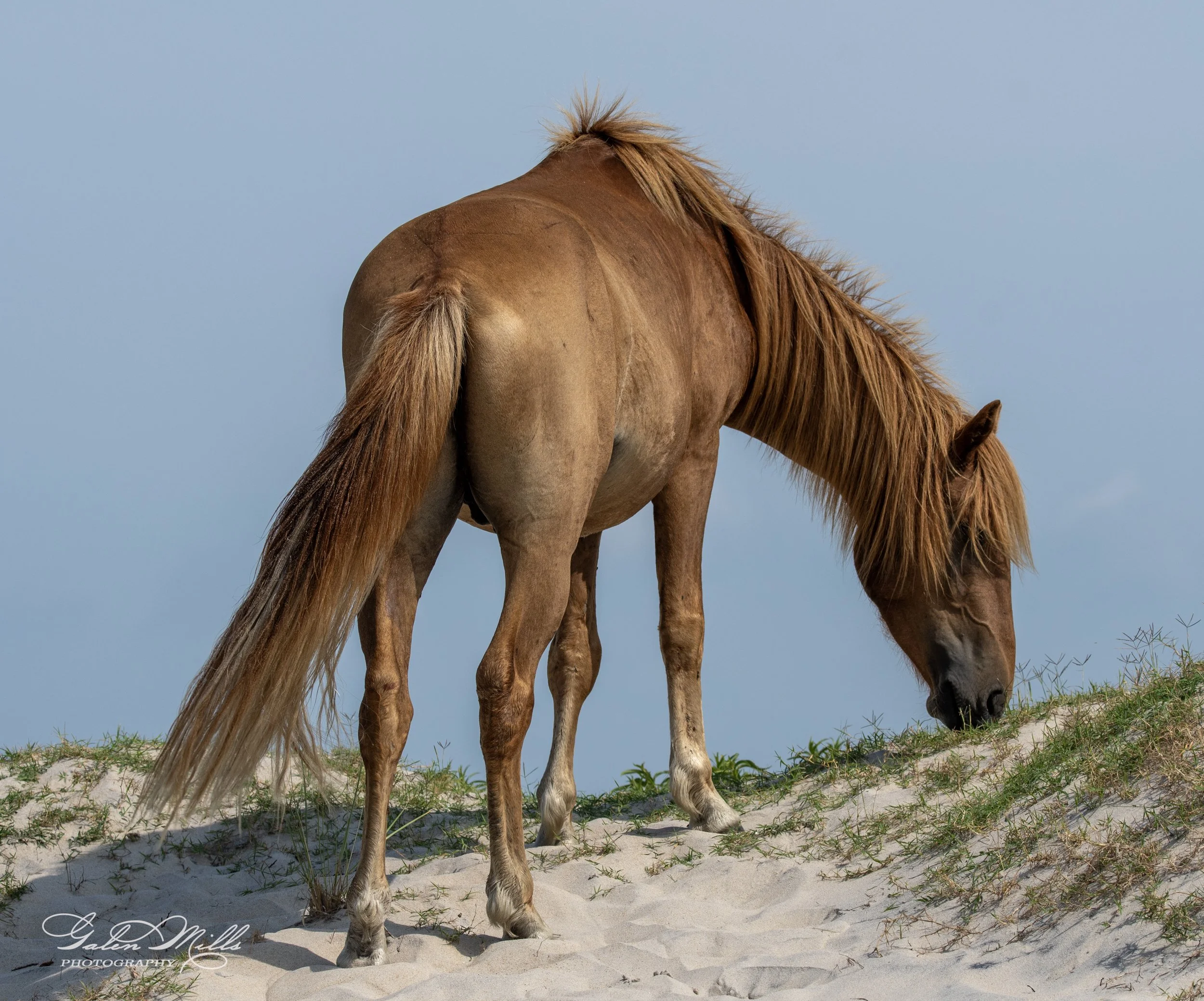 Wild horse grazing on sand dune with grass