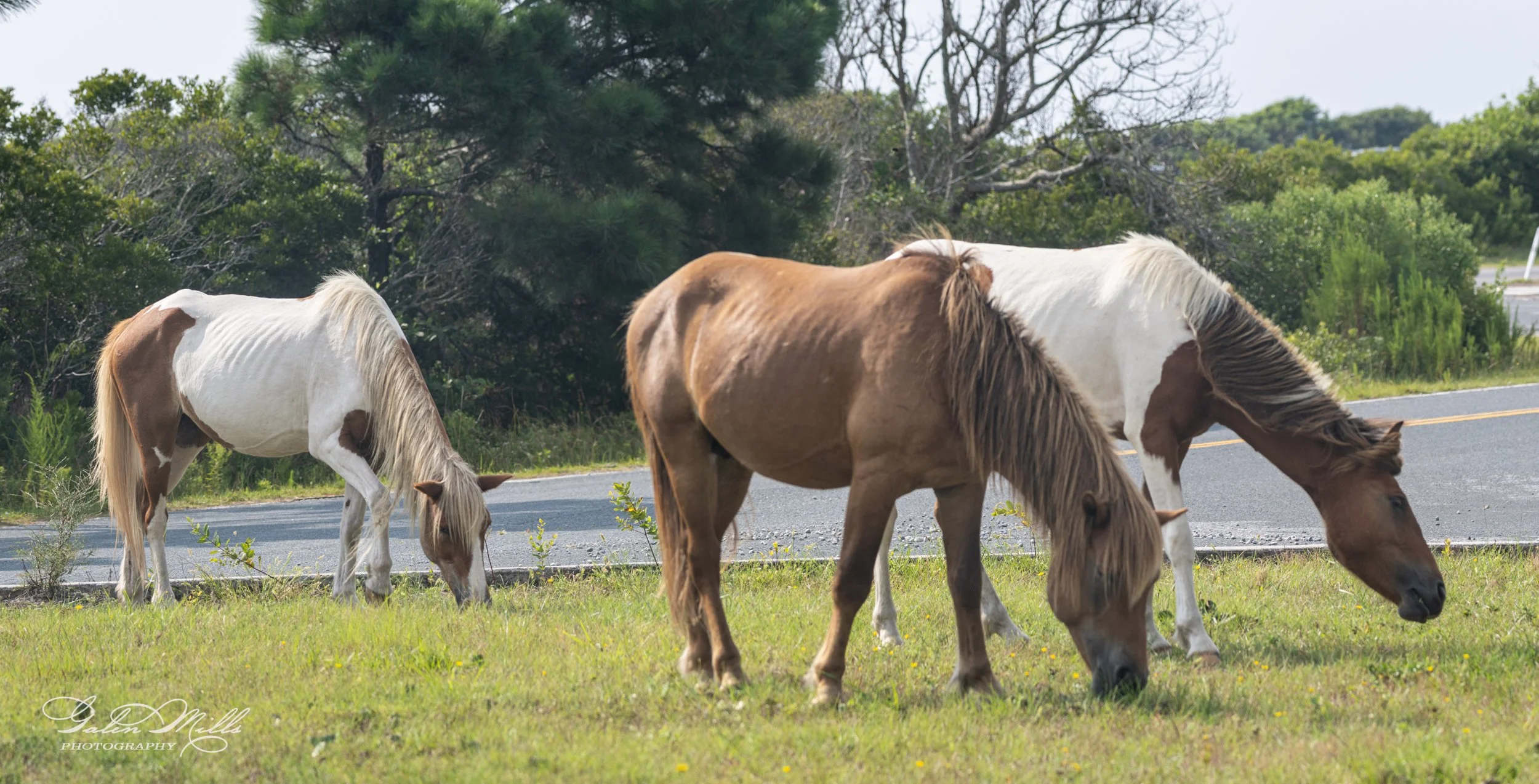 Three wild horses grazing near a road with trees in the background.