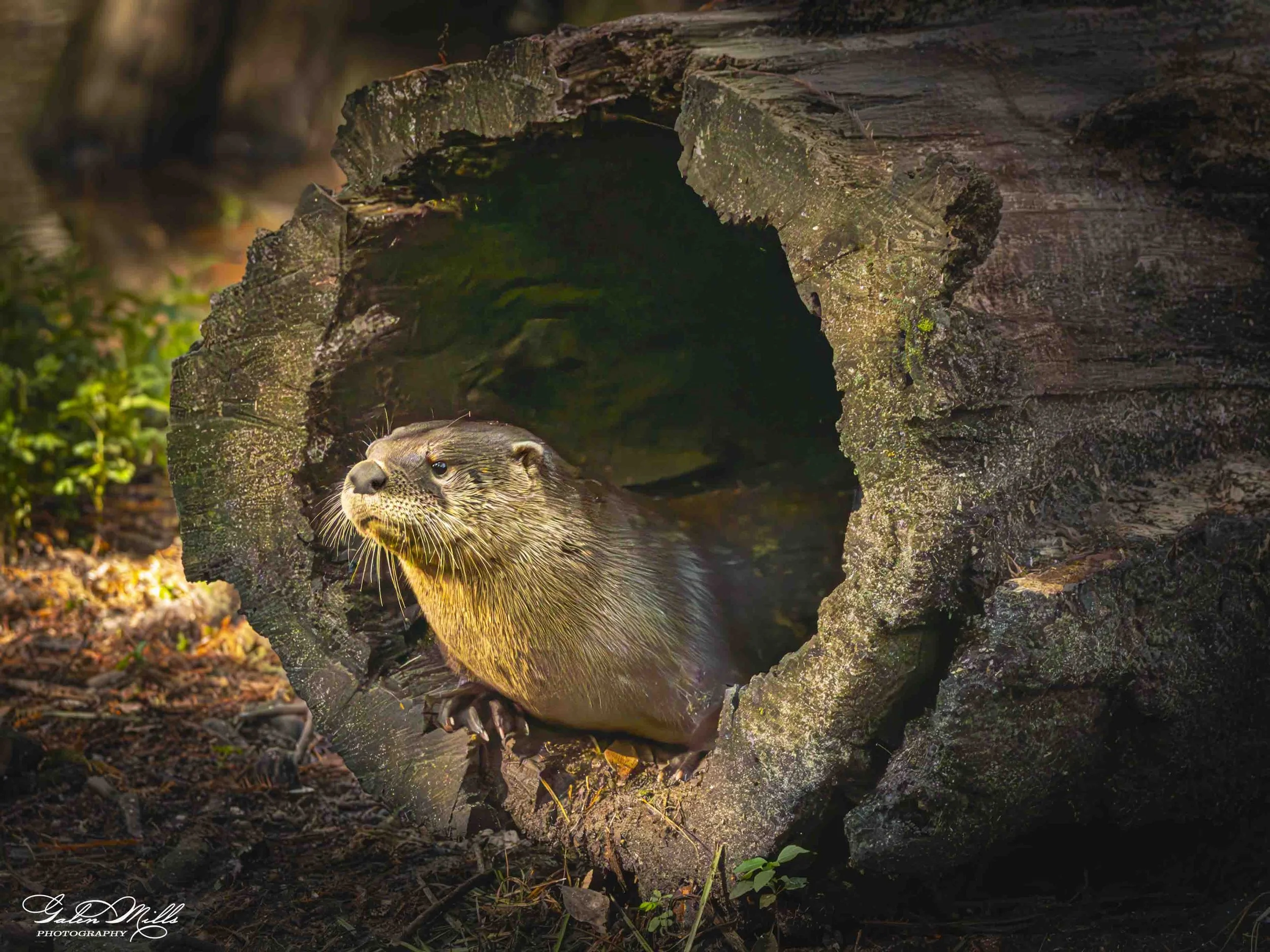 SS Wildlife a-52.jpg