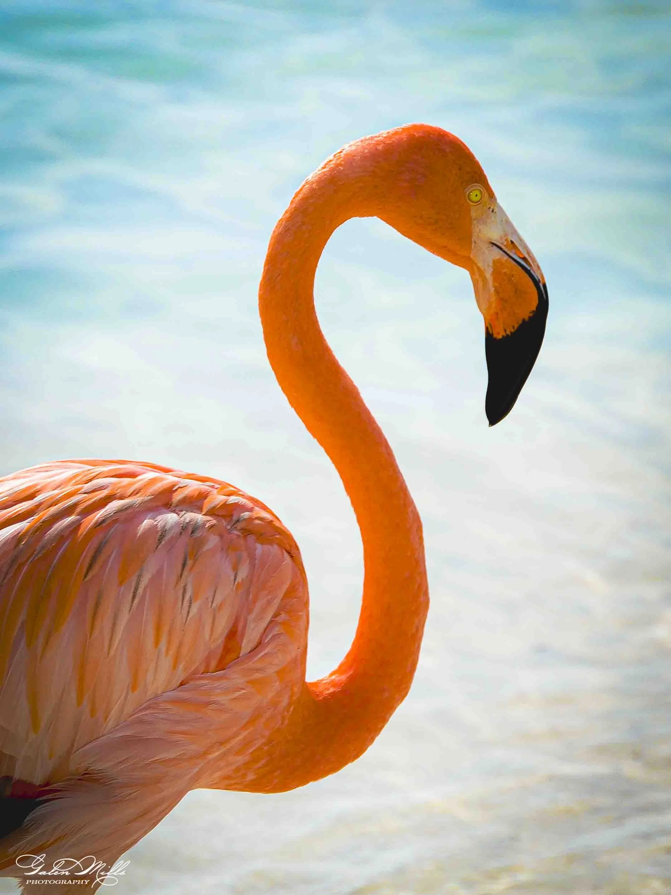 A close-up of a flamingo with a curved neck against a soft, blurred background of a sky or water.