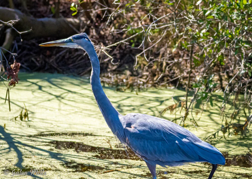 Great blue heron standing in a swampy area with green algae and surrounding vegetation