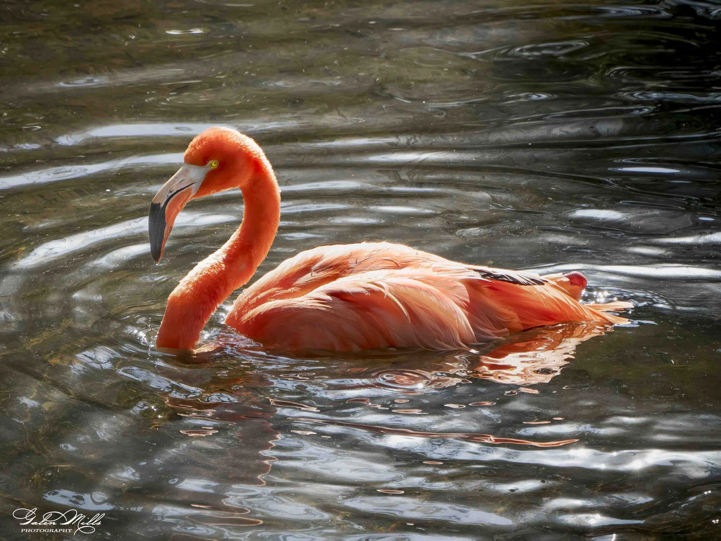 Water birds  Horz-84.jpg