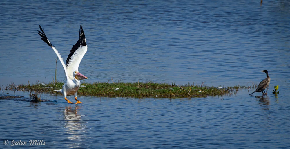 American white pelican flying near a cormorant on a small grassy island in a blue lake.