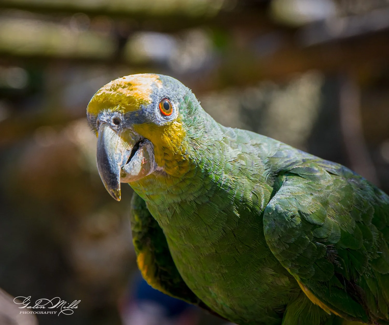 Close-up of a green parrot with yellow and orange markings, looking towards the camera.