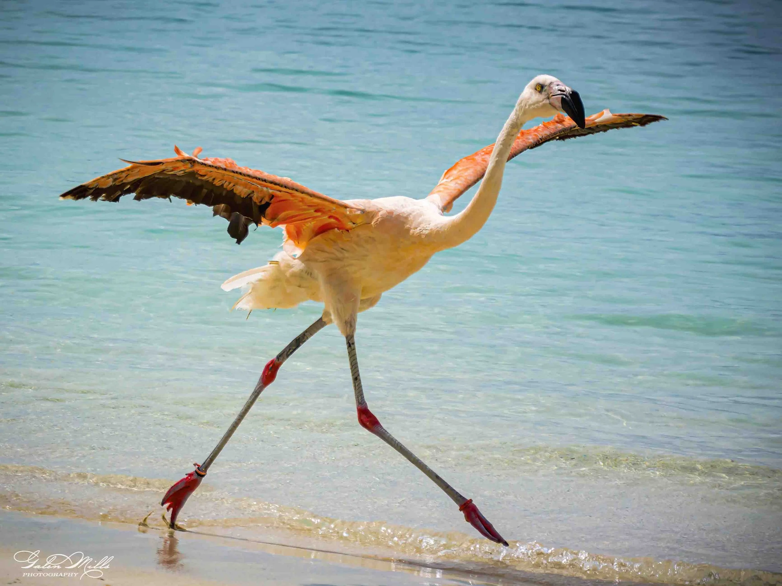 A flamingo stands on a beach with its wings spread wide and legs crossed, near the water's edge.