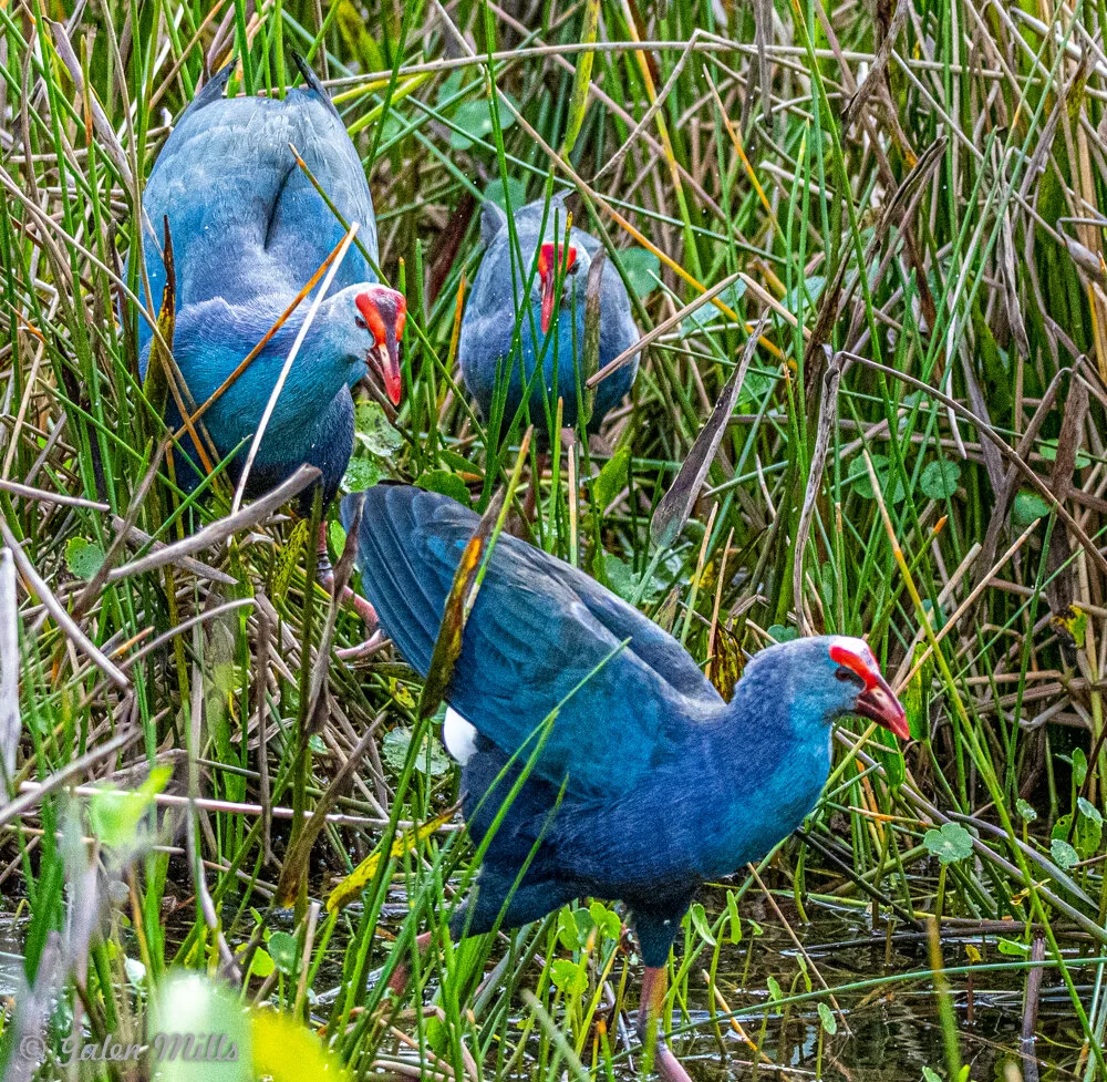 Three purple swamphens with red beaks foraging in dense reeds.