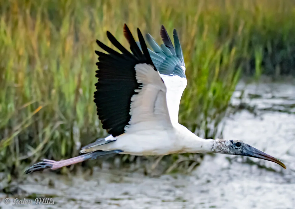 Wood stork flying over wetland with blurred grassy background.