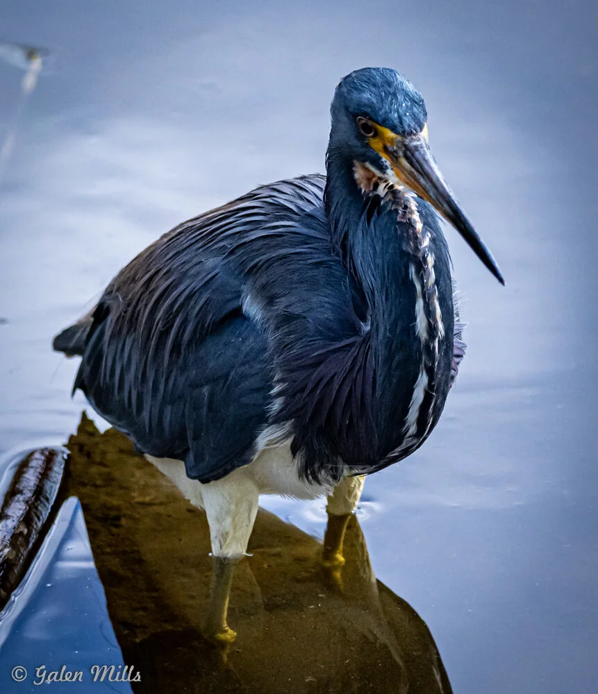 A tricolored heron standing in shallow water with a focused expression, displaying its distinct blue-grey plumage and white underparts, against a blurred water background.