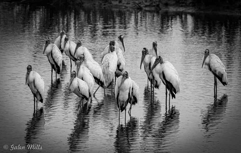 Group of storks standing in water, black and white image