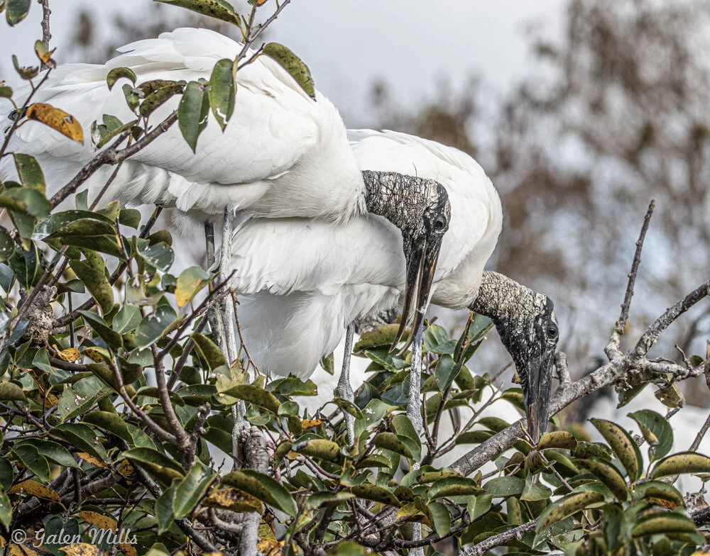 Two wood storks standing among branches with green leaves, focusing downward, against a blurry background.